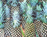  Fresh Pineapples From Sri Lanka