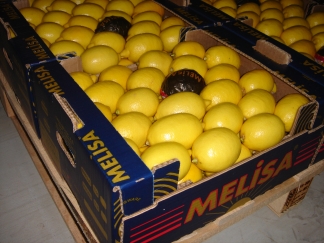  Fresh Fruits