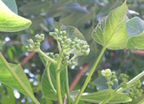 Jatropha Seedlings And Seeds (Jatropha plants et semences)