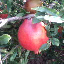  Fresh Pomegranate (Свежий Гранат)