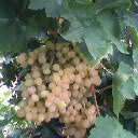  Fresh Seedless Grapes (Свежий виноград без косточек)