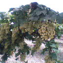  Seedless Grapes (Виноград без косточек)