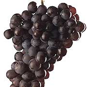  Frehs Seedless Grapes (Frehs raisins sans pépins)