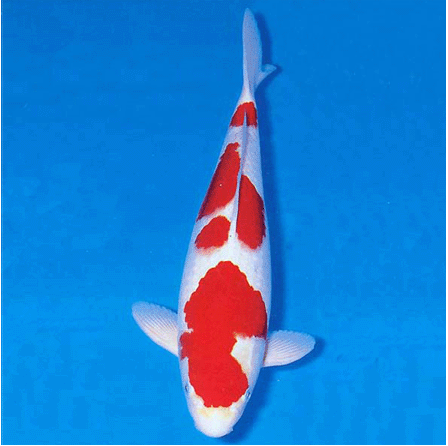  Koi (Kohaku)