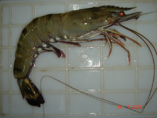  Black Tiger Shrimp (Черные тигровые креветки)