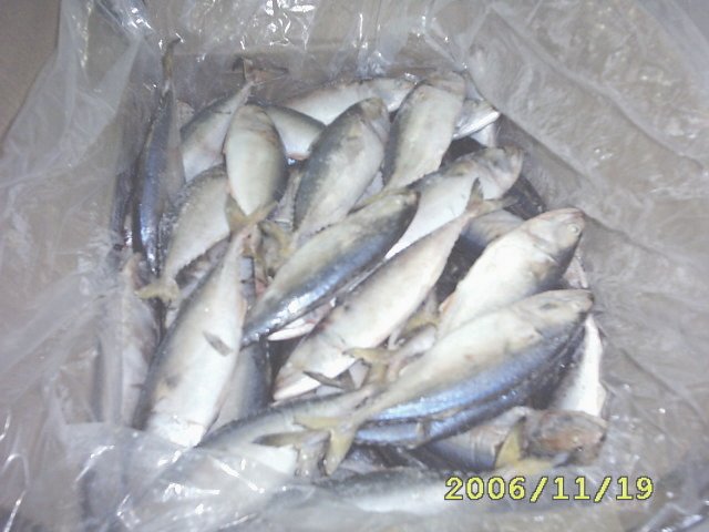  Frozen Indian Mackerel Fish