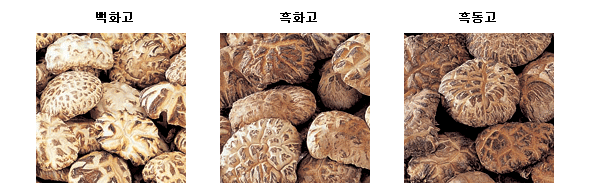  Oak-Mushroom (Chêne-Mushroom)