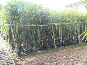  Buddha`s Belly Bamboo ( Buddha`s Belly Bamboo)