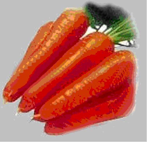 Fresh Red Carrots