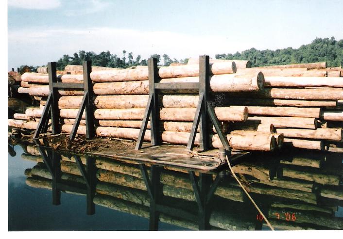  Timbers