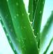  Aloe Vera Raw Materials