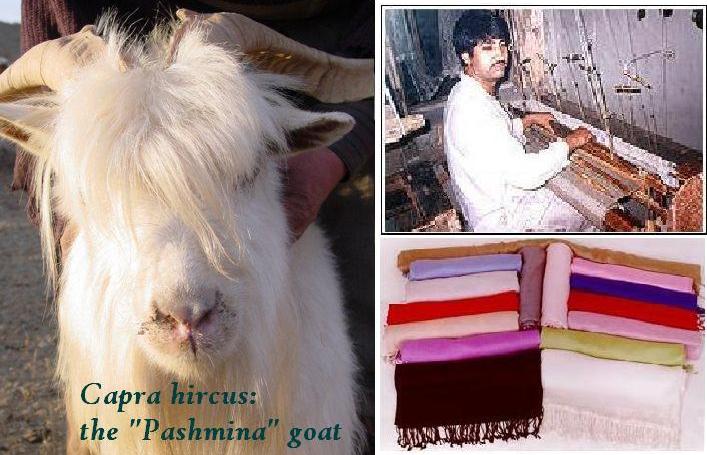  Kashmir`s Finest Handmade Pashmina (Cashmere) Shawls, Scarves ( Kashmir`s Finest Handmade Pashmina (Cashmere) Shawls, Scarves)