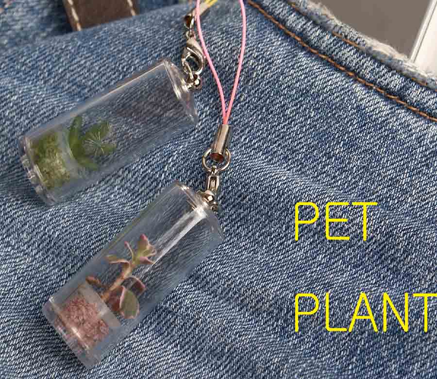  Pet Plant (Pet завода)