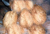  Fresh Coconuts Semi Husk (Noix de coco fraîche semi Husk)