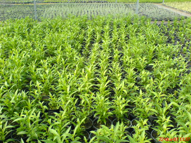  Cestrum Nocturnum (Nachtjasmin)