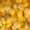  Yellow Corn (Maïs jaune)