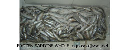  Frozen Sardine