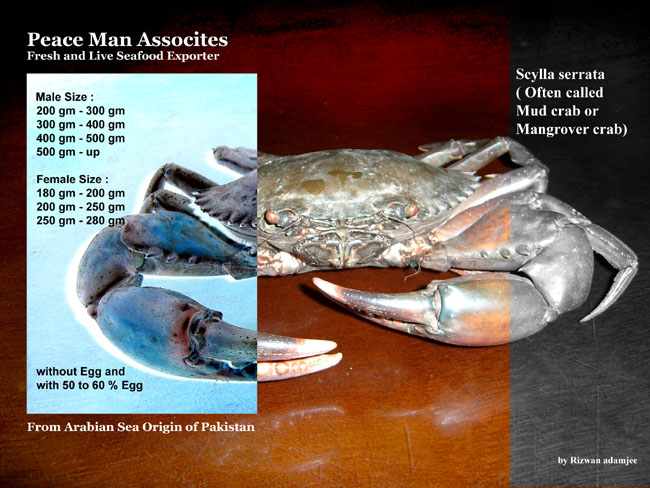 Live Mud Crabs (Live Mud Crabs)