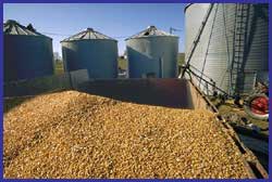  Corn Flowed Products. (Flowed Corn Products.)