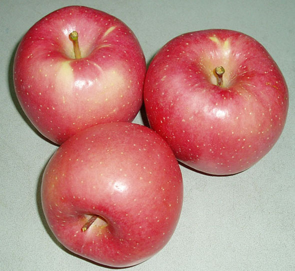  Apple (Pomme)