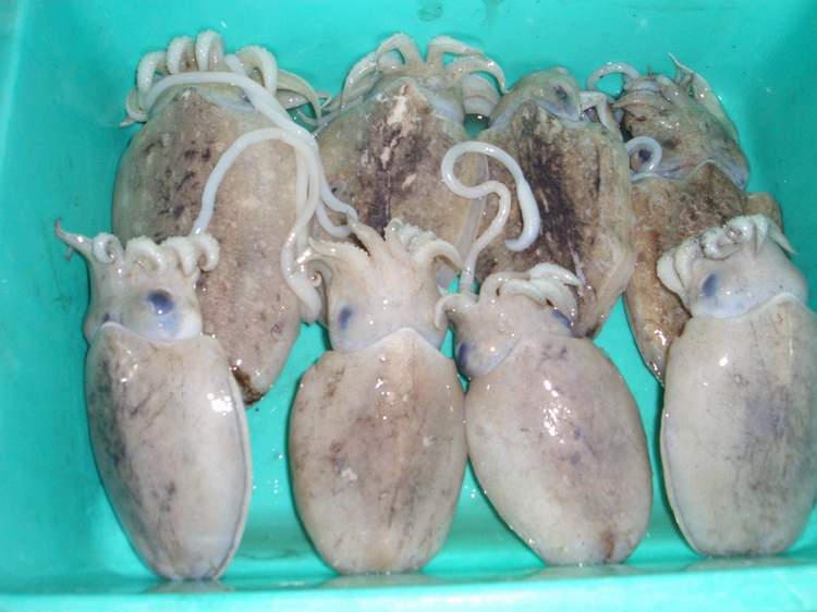  Cuttlefish (Seiche)