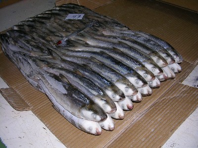  Milkfish And Muroaji For Tuna Bait