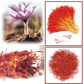  Saffron (Safran)