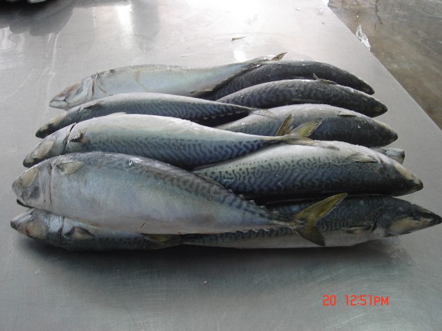 Frozen Fish (Poisson surgelé)