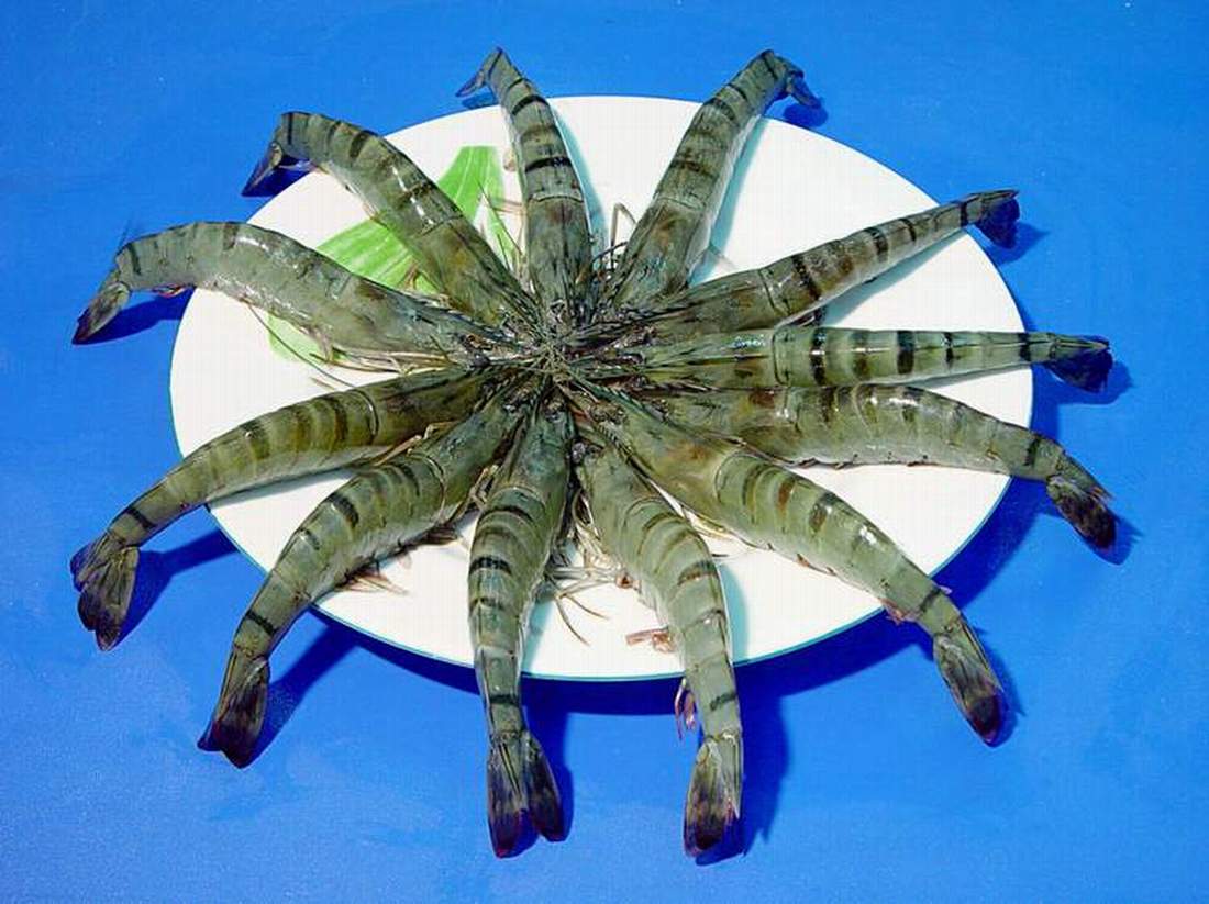  Frozen Shrimp / Prawn (Замороженные креветки / креветки)