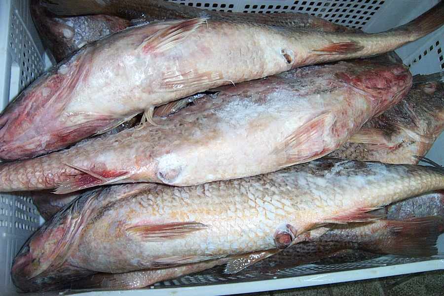 Fish