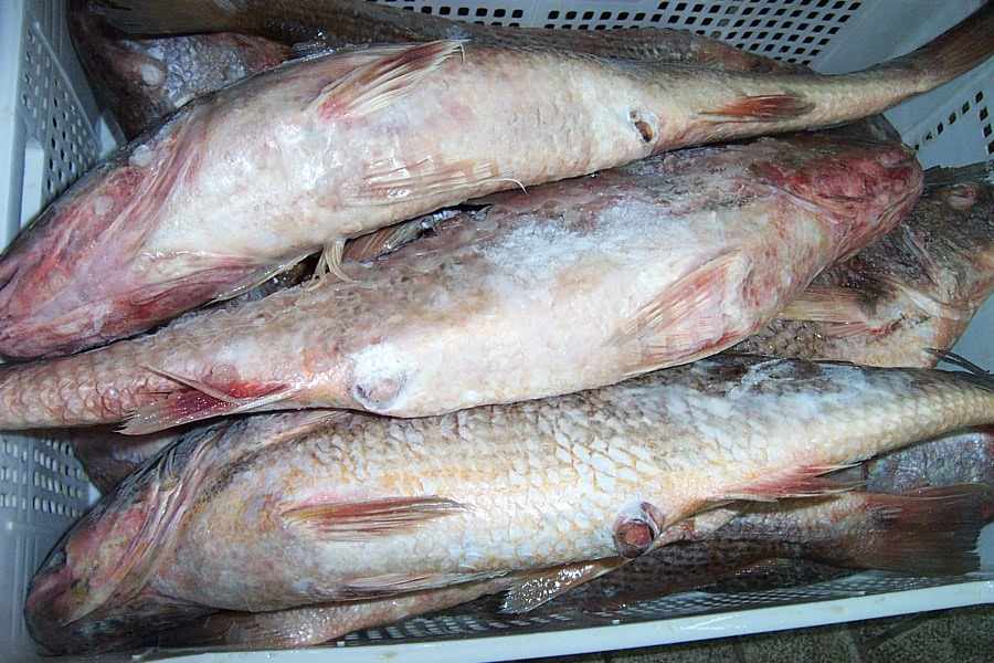  Fish (Poisson)