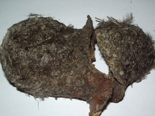  Feather Nest ( Feather Nest)