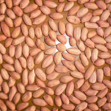  Peanut Kernel ( Peanut Kernel)