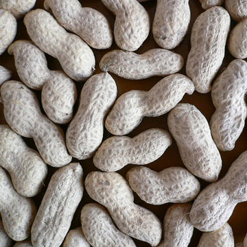  Peanut In Shell (D`arachide en coque)