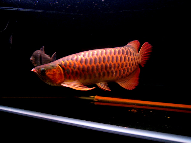  Grade AA Arowana (Оценка А. Arowana)