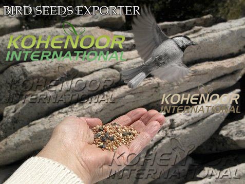  Bird Feed / Bird Seeds / Bird Food (Vogelfutter / Vogelfutter / Vogelfutter)