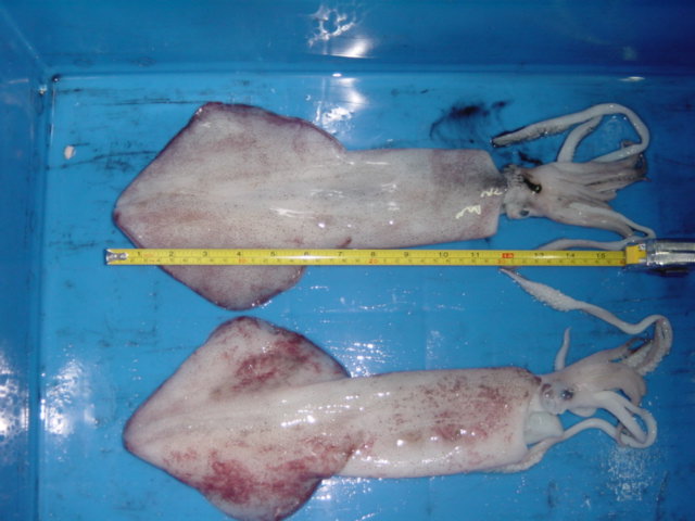  Frozen Squid Whole (Le total des calmars congelés)