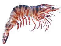  Tiger Shrimps, Vietnam (Тигровые креветки, Вьетнам)