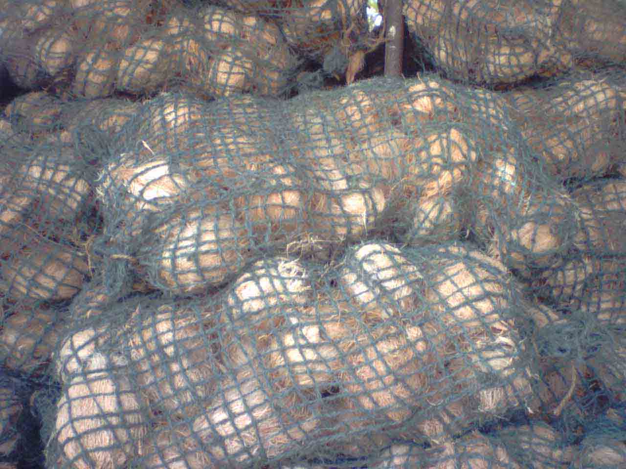  Coconuts (Noix de coco)