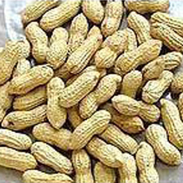  Roasted Peanut Inshell (Rôti d`arachide en coque)