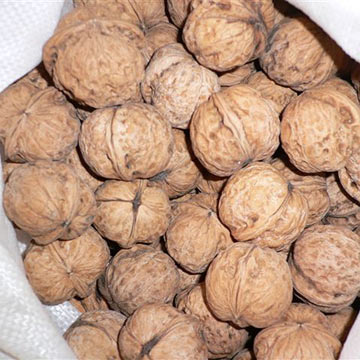  Walnut In Shell (Noyer Dans Shell)