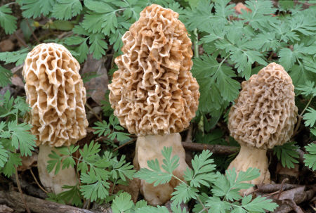 Fresh Morchella Conica And Esculenta (Свежий Сморчок Альберса И Esculenta)