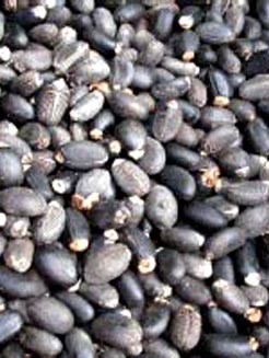  Jatropha Curcas