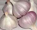  Garlic (Ail)