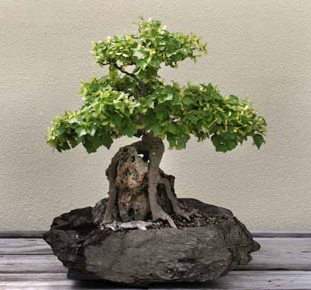  Bonsai Planter (Bonsai Planter)