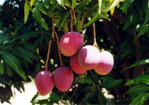  Mangoes (Mangues)