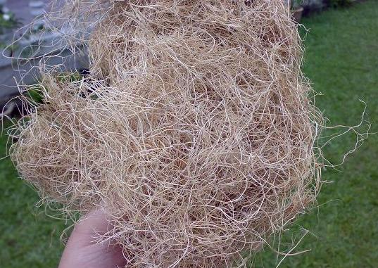  Palm Fibre (Palm Fibre)