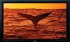 Pioneer Professional Plasma Display (Pioneer Professional Plasma Display)
