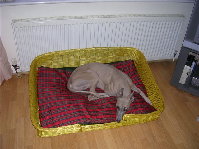  Dog Basket