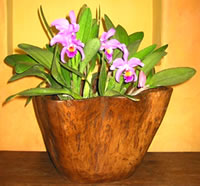  Teak Wood Bowls And Planters (Teak Holz-Schalen und Pflanzer)